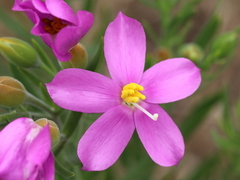 Orphium frutescens