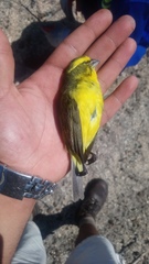 Crithagra flaviventris