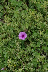 Ipomoea ficifolia