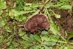 Thelephora caryophyllea