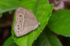 Mycalesis perseoides