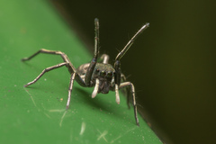 Ogdenia mutilla