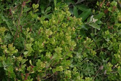 Searsia crenata