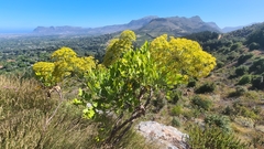 Notobubon galbanum