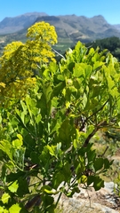 Notobubon galbanum