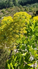Notobubon galbanum