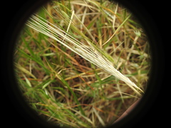 Hordeum bulbosum