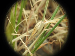 Hordeum bulbosum