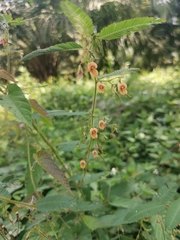 Aeschynomene americana