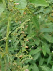 Aeschynomene americana