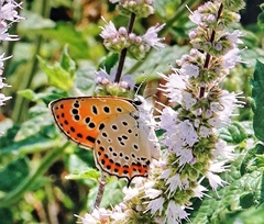 Lycaena thersamon