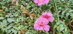 Podranea