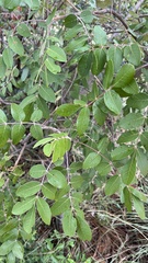 Lannea discolor