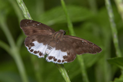 Tagiades ultra