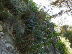 Trachelium caeruleum