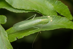 Tropidomantis