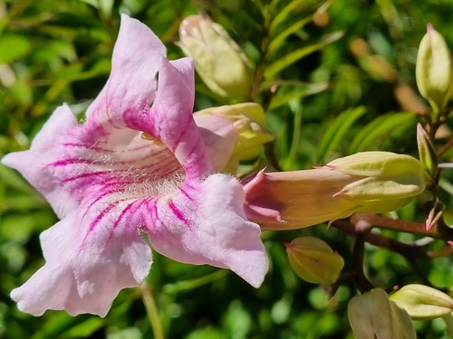Zimbabwe Creeper (Podranea brycei)