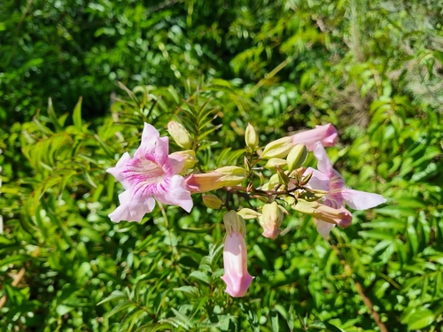 Image of Zimbabwe Creeper (Podranea brycei) by (c) Lizl Lubbe, some rights reserved (CC BY)
