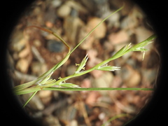 Lolium rigidum