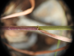 Lolium rigidum