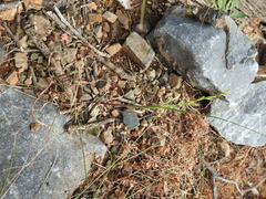 Lolium rigidum