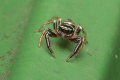 Thiania