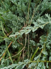 Juniperus procumbens