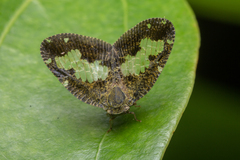Ricanoptera fenestrata