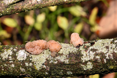 Naematelia encephala