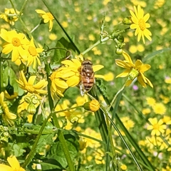 Eristalinus taeniops