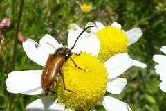 Pseudovadonia livida