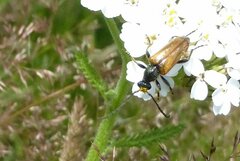 Pseudovadonia livida