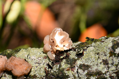 Naematelia encephala