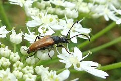 Pseudovadonia livida