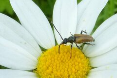 Pseudovadonia livida