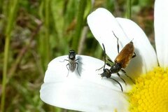 Pseudovadonia livida