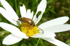 Pseudovadonia livida