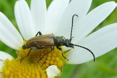 Pseudovadonia livida