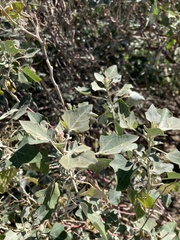 Chenopodium oahuense
