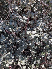 Chenopodium oahuense
