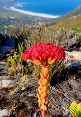 Crassula coccinea