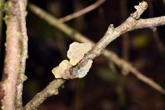 Tremella crystallina