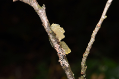 Tremella crystallina