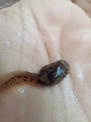 Leptobrachium smithi