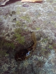 Leptobrachium smithi