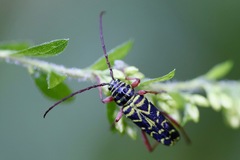 Megacyllene robiniae