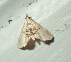 Trichophysetis cretacea