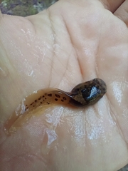 Leptobrachium smithi