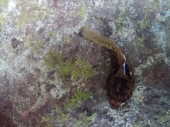 Leptobrachium smithi