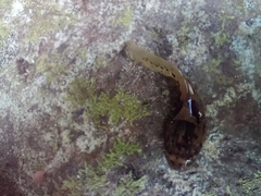 Leptobrachium smithi